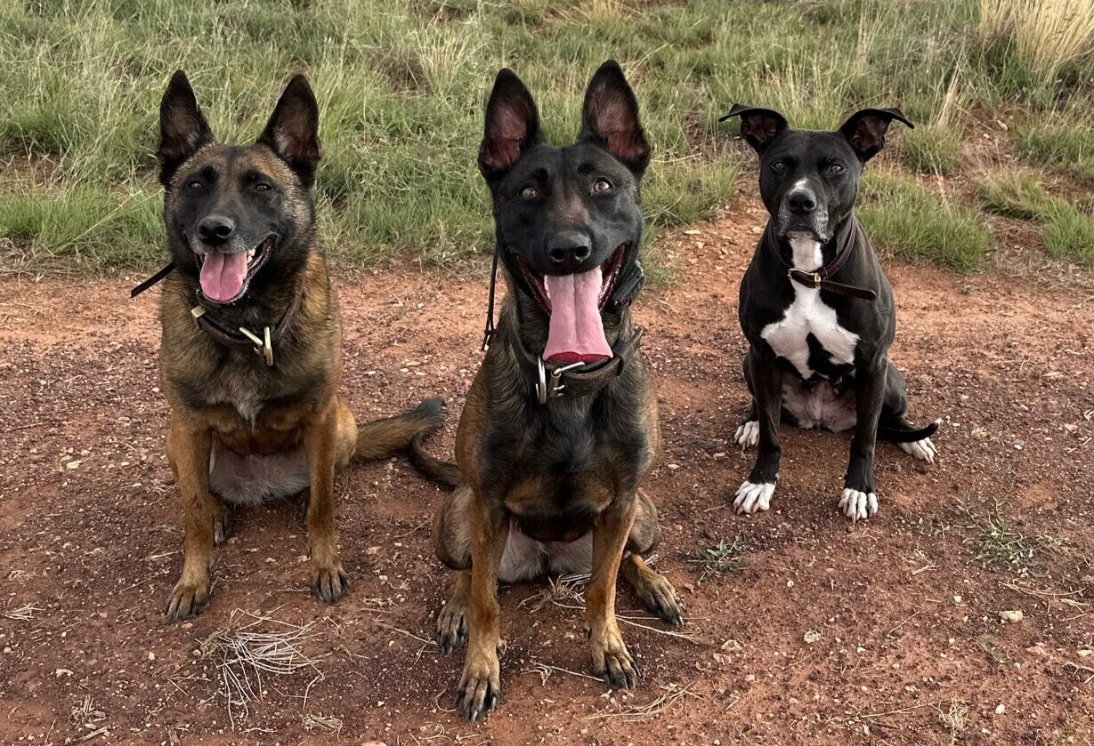 Knoxville Dog Trainers