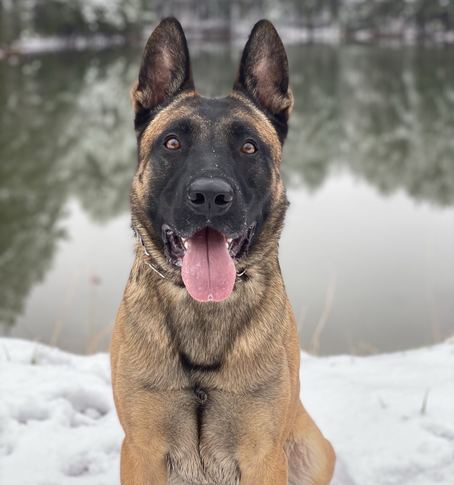 Snow dog training in Knoxville