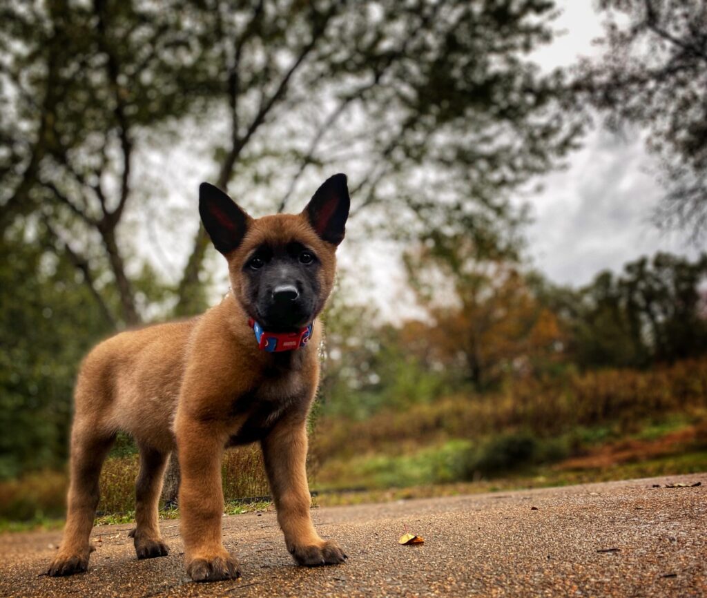Puppy Training Knoxville