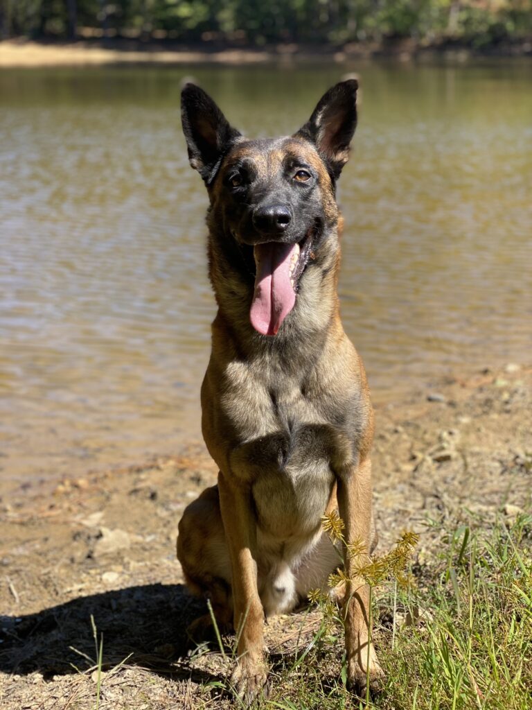 Knoxville area dog trainers
