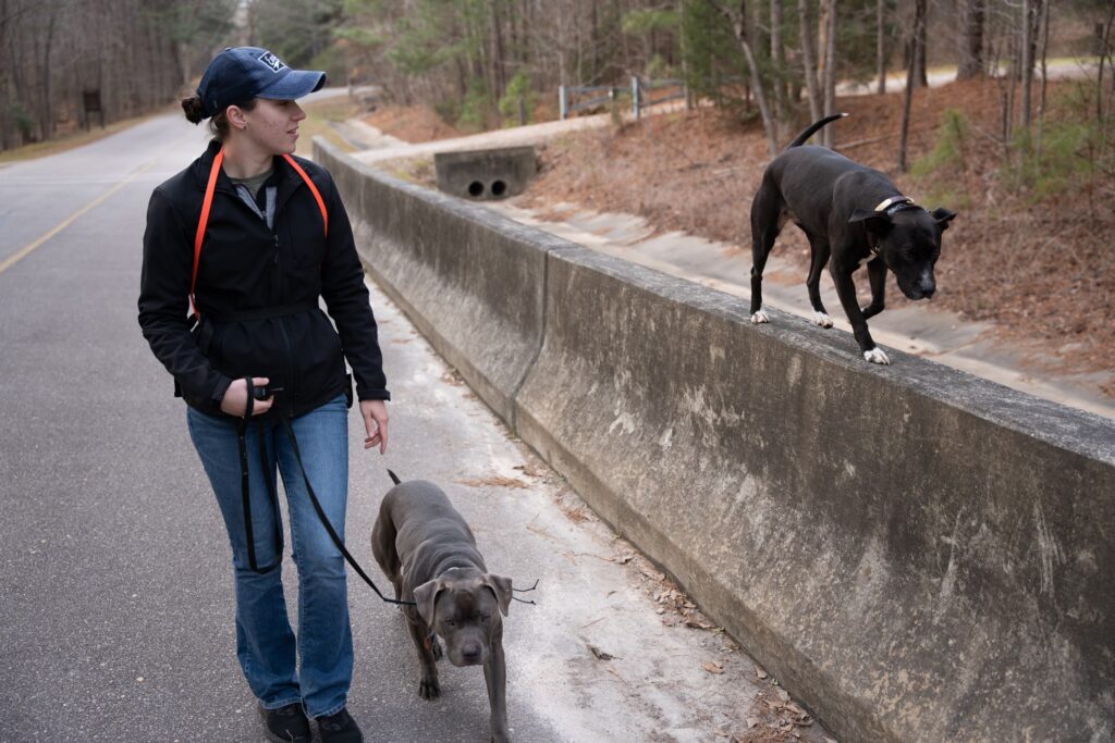 Dog Training Knoxville