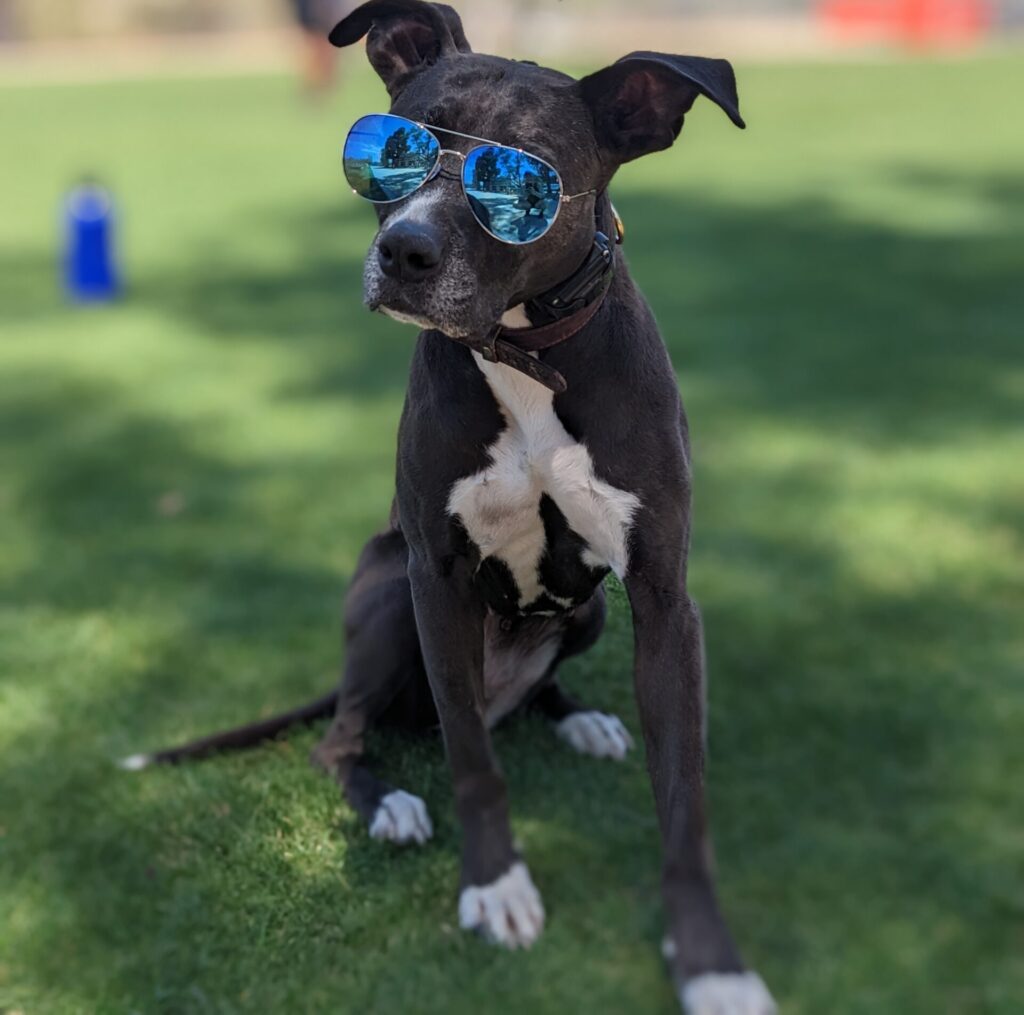 Training dogs Knoxville
