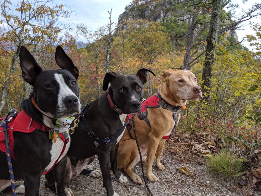 dog training field trip